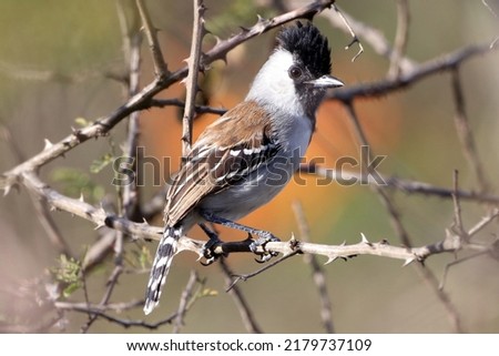 Silvery-cheeked Antshrike (Sakesphoroides cristatus) male, isolated, perched on a thorny branch