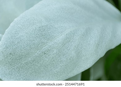 silvery-white leaf of Senecio candicans, close-up. angel wings, sea cabbage. - Powered by Shutterstock