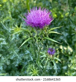 Silybum Marianum Flower, Cardus Marianus Medicinal Plant