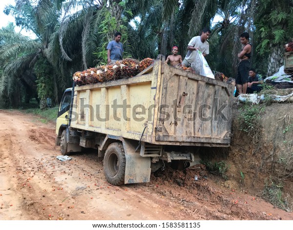 Simangambat, Paluta,North\
Sumatra/Indonesia - November 18,2019 : filling palm fruit in a cold\
diesel  truck