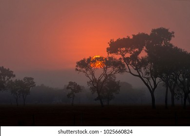 Simba Sunrise, Australia