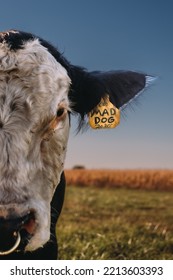 Simental Bull Cow Portraits Herd On Midwest Illinois Family Farm