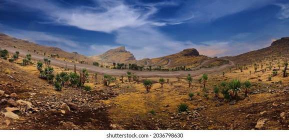 Simien Mountains landcape with clear day with blue sky and white clouds. Lobelia trees in the rock mountain, gravel road at 4200 m elevation altitude. Simien National Park in Ethiopia.