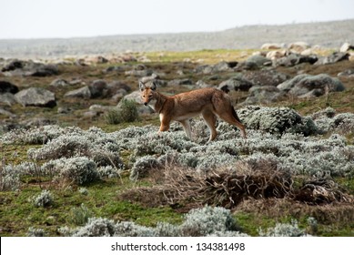 Simien Wolf, Ethiopian Highlands