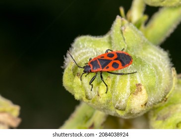 The similar black firebug (Pyrrhocoris apterus, family - Pyrrhocoridae) insect crawls on the plant. Harmless insects.