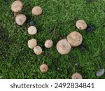 Similar to the disc-shaped mushroom Agaricus langei species.