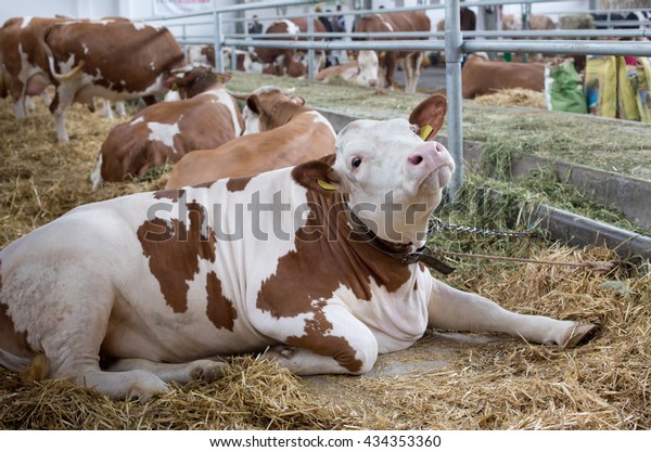 Simmental Cows Lying On Straw Cattle Stock Photo Edit Now