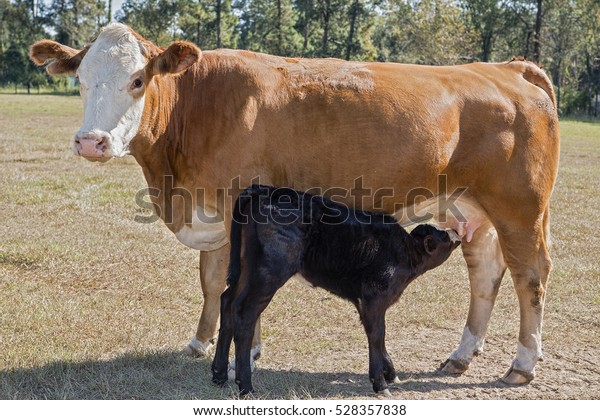 Simmental Mother Cow Nursing Calf Stock Photo (Edit Now) 528357838