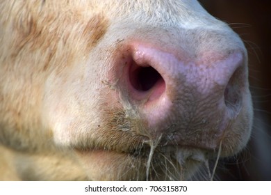 132 Simmentaler cattle Images, Stock Photos & Vectors | Shutterstock