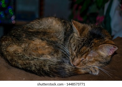 Simone The Sleepy Old Cat