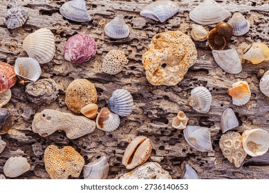 A simple, artistic composition: various seashells and shells found on a Thai beach, carefully laid out on a sun-bleached log against the backdrop of the Andaman Sea. High quality photo
