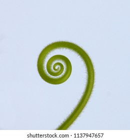 simple and beautiful spiral