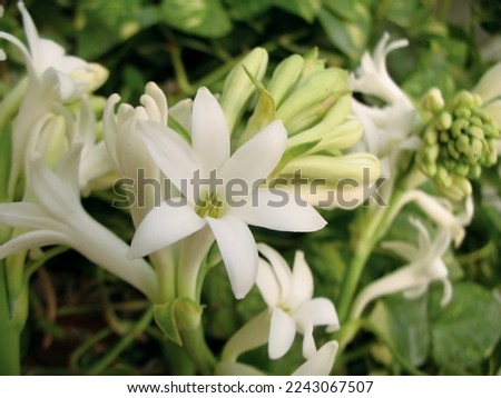 Simple and beautiful, Tuberose in white color.