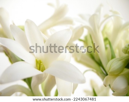 Simple and beautiful white color tuberoses.