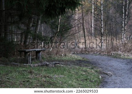 Simple bench next to a footpath with pine and birch trees around