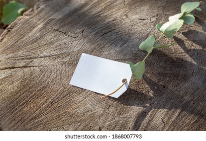 Simple bunch of green eucalyptus branches on black vintage wooden background. Natural decor. Top view, flat lay, space for text. Mock up