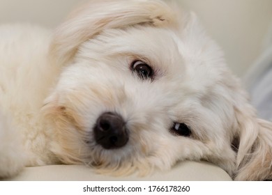 Simple and clever coton de tulear 