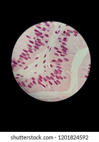 Simple Columnar Epithelium By Light Microscope