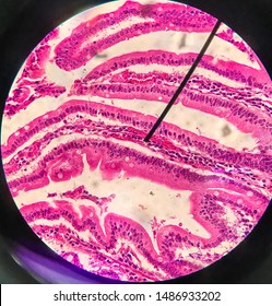 Simple Columnar Epithelium : Duodenum Cell