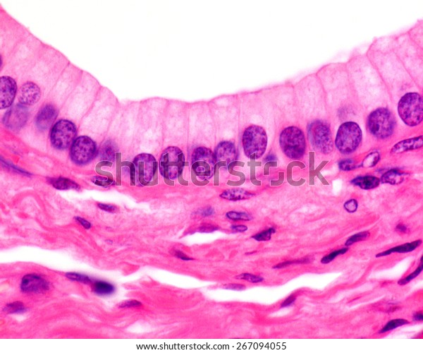 膵臓の排泄管の単純な円柱上皮 光学顕微鏡写真 H の写真素材 今すぐ編集