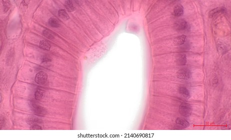 Simple Columnar Epithelium. Light Micrograph Of A Renal Medulla Showing Several Collecting Ducts Lined By A Simple Columnar Epithelium.  Magnification: х1000