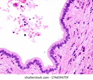 Simple Columnar Epithelium Of A Liver Bile Duct.