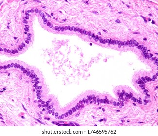 Simple Columnar Epithelium Of A Liver Bile Duct.