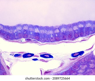 Simple Columnar Epithelium Showing Supranuclear Light Stock Photo (Edit ...