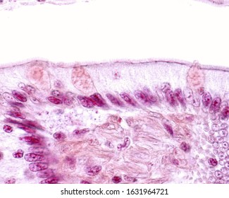 Surface Epithelium Stomach Invaginates Form Gastric Stock Photo (Edit ...