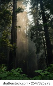 Here’s a simple description for a cool and dense forest:

