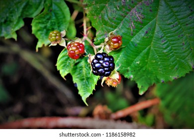 Simple But Detailed Photo Of A Mulberry Fruit. Just Looking At The Photo Gives Your Tongue A Sweet Tingle Of Mulberry Taste.