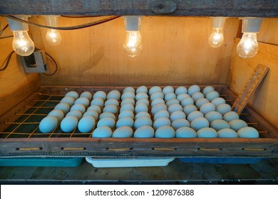 Simple egg incubator                     
