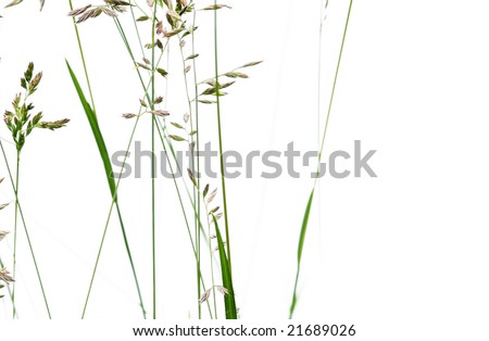 Image, Stock Photo grass Grass Green Bright