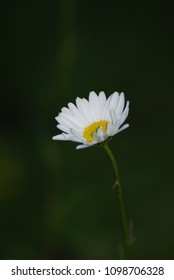 a simple flower
