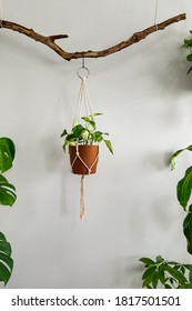 A Simple Handmade Cotton Macrame Plant Hanger Is Hanging From A Wood Branch.