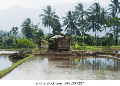 Simple house in the middle of rice fields