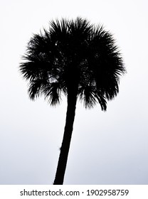 A simple image of a singular palm tree.