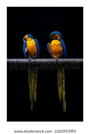 simple imagine of two macaws..... one in love with the other oner❤️