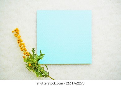 Simple Mockup Of Silver Leaf Cootamundra Wattle Flowers And Blue Title Card On White Background