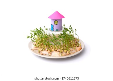 simple paper craft concept for kid   kindergarten  DIY  tutorial  step2  paper house and garden art project  place the glass plate upside down  put grain in wet cotton   wait few days