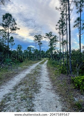 simple path and dirt road in the woods