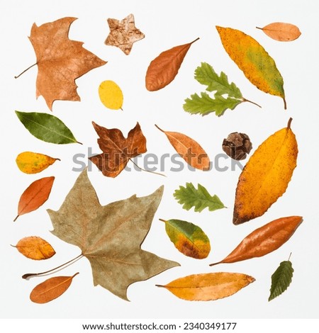 Simple pattern or background with autumn motifs representing pine cone and dried yellow, green and brown leaves, a wooden star brown and green leaves. Aesthetic composition 