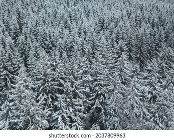 Simple pattern of snow covered trees in winter