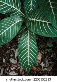 Simple Photo Of Leaves With Dark Back