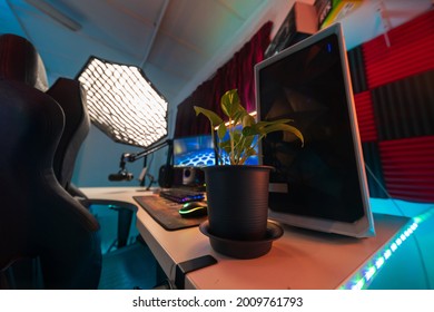 Simple Plant On Desk As Decoration, Room Interior, Workstation, Desktop Computer Setup, Gaming, Live Streaming  Theme. Selective Focus, Blurred Background.