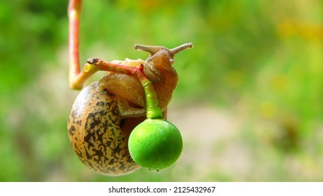 A simple snail hangs on a branch of a plant with a berry in its natural habitat on a blurred background of nature on a summer sunny day close-up.