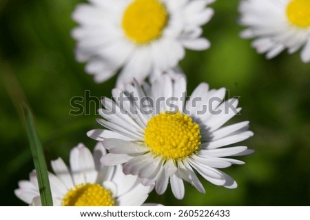 Simple spring flowers in the field