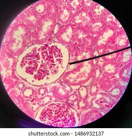 Simple Squamous Epithelium: Endothelium .....