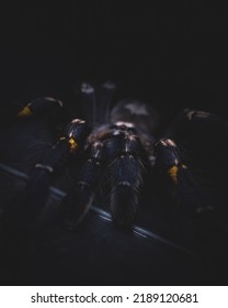 Simple Tarantula Wallpaper, Poecilotheria Metallica 