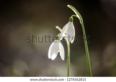 Similar – flowering snowdrops